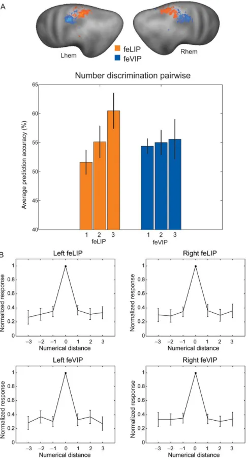 Figure 4. ( A ) Illustration of pairwise classi ﬁ cation accuracies for numbers (chance performance is corresponding to 50%) as a function of numerical distance, suggesting a stronger dependence of classi ﬁ cation on numerical distance in area feLIP than f