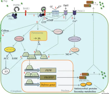 Fig. 1.  Overview of the events following Pep perception. Pep perception by PEPRs leads to heteromerization with BAK1, mutual kinase phosphorylation  and further to the phosphorylation and the release of BIK1 (1)