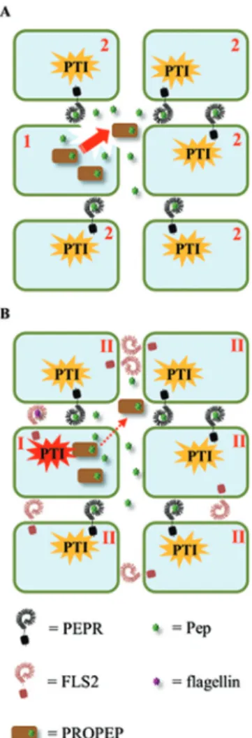 Fig. 2.  The damage and the danger model for activation of the Pep-PEPR  system. (A) The damage model: upon cellular damage (1), PROPEPs  and Peps are passively released into the extracellular space (red arrow)  and diffuse to neighbouring cells