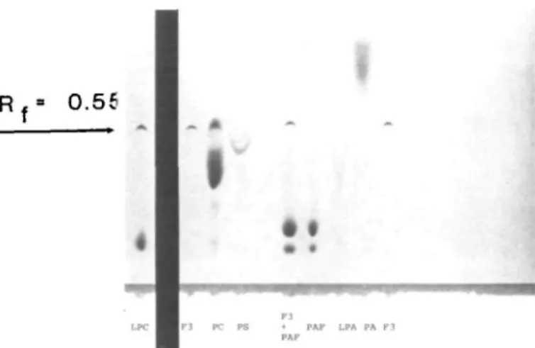 Fig. 6. Separation of the chloroform/methanol extracted, active fraction (F3-HPLC; see Figure 2A) on a silica gel thin layer chromatography (TLC) plate
