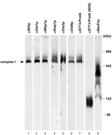 Fig. 1. The wild-type (wt) yeast OTase complex analyzed by blue  native gel electrophoresis