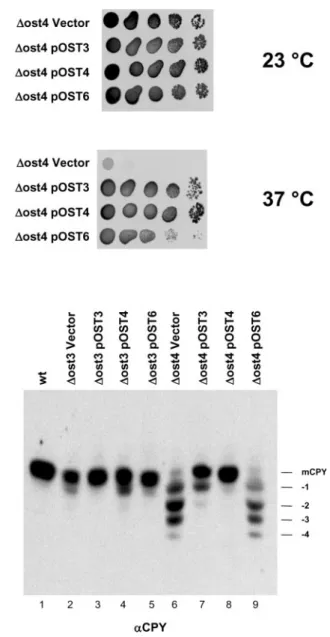 Fig. 2. OST3 and OST6 are high-copy number suppressors of an OST4  deletion. (A) YG493 ( Δ ost4) cells harboring either the vector YEp352 or  the high-copy number plasmids containing the loci OST3 (pOST3), OST4  (pOST4), or OST6 (pOST6) were grown at 23 ° 