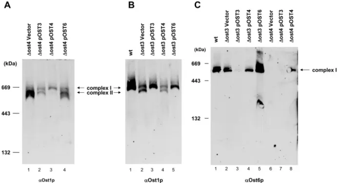 Fig. 3. Analysis of OTase complexes in  Δ ost3 and  Δ ost4 cells. SS328 wild-type (wt) cells were cultured in complete medium at 30 ° C to mid-log phase