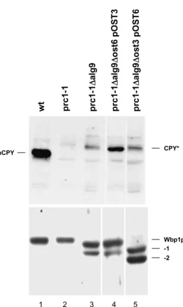 Fig. 7. Efficient glycosylation of CPY* by OTase complex Ia and  complex Ib. YG618 (prc1-1, lane 2), YG796 (prc1-1 Δ alg9, lane 3),  YG1033 (prc1-1 Δ alg9 Δ ost6) harboring the plasmid pOST3 (lane 4), or  YG1033 (prc1-1 Δ alg9 Δ ost3) cells harboring the p