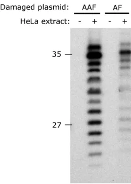 Table 1) as the most straightforward method to achieve the single site-specific incorporation of dG-AAF into  oligonuc-leotides of any desired length or sequence.