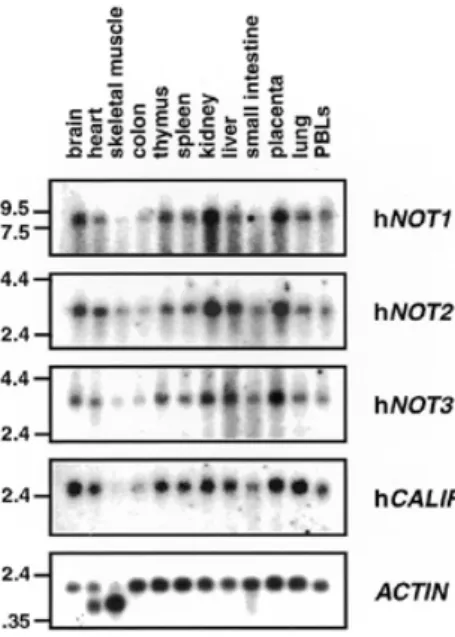 Figure 2. Expression of CCR4–NOT mRNAs in various human tissues. A multiple human tissue northern blot was hybridized with probes specific for hNOT1, hNOT2, hNOT3, hCALIF and, as a control, with a β-ACTIN specific probe.