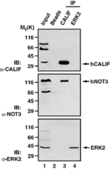 Figure 5. hCALIF and hNOT3 interact in vivo. C33A cell lysates were subjected to immunoprecipitation with protein A–agarose beads alone (lane 2), beads coupled to anti-CALIF antibody (lane 3) or to a control antibody (anti-ERK2, lane 4)