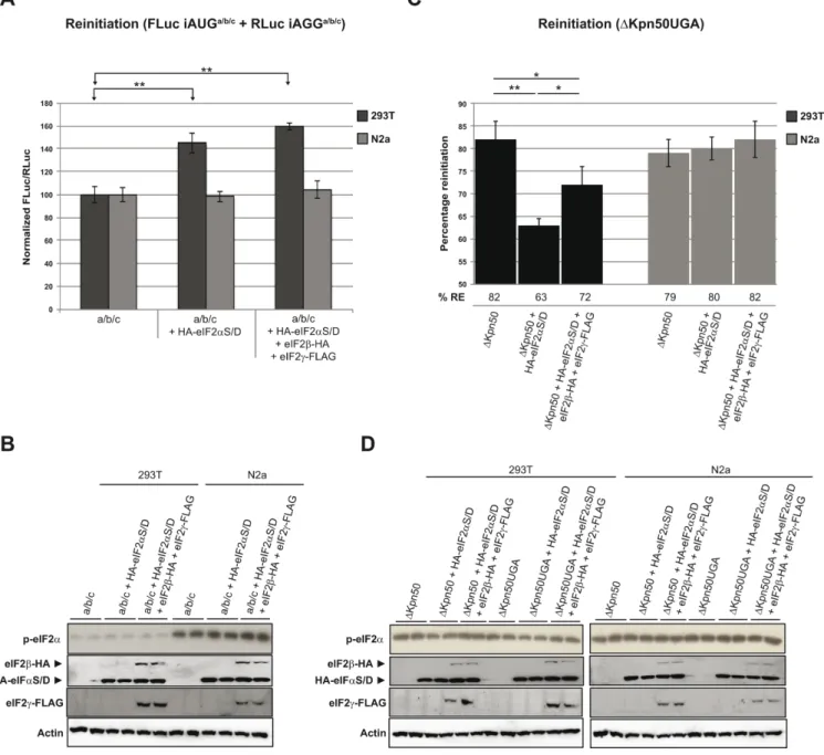 Figure 5. Co-expression of HA eIF2 ␣ S / D with eIF2 ␤ HA /␥ FLAG does not alter reinitiation in N2a cells