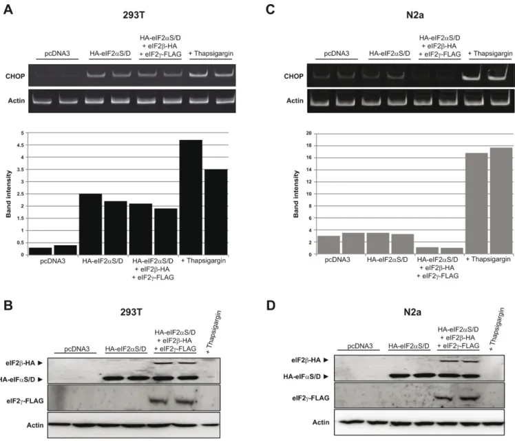 Figure 6. Induction of the ISR as monitored by CHOP mRNA expression. The ISR was monitored by measuring the transcriptional upregulation of the CHOP gene by RT-PCR
