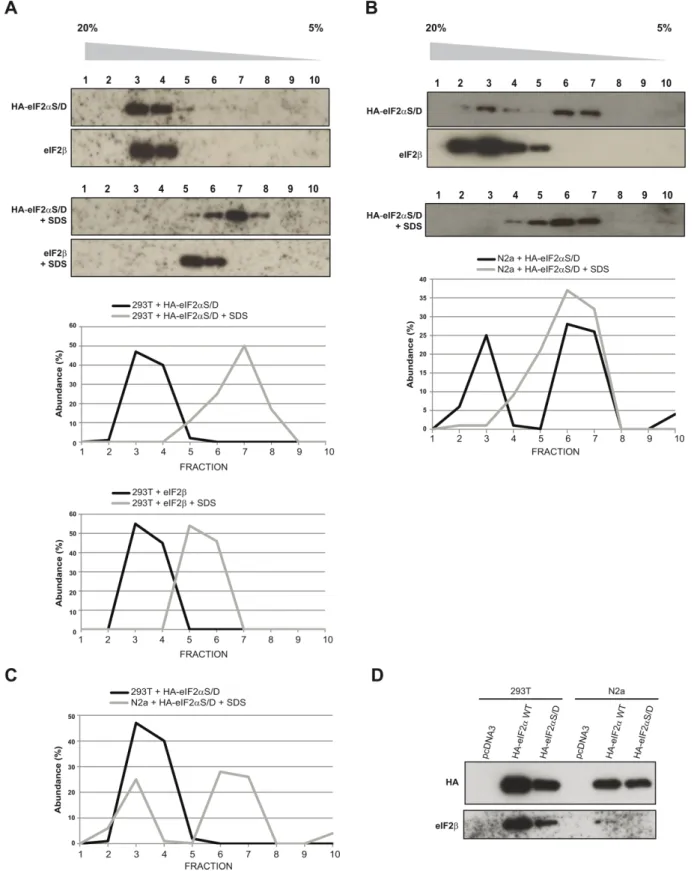 Figure 3. Sedimentation analysis of the eIF2 complex. (A) HEK293T cells were transfected with a vector expressing HA eIF2 ␣ S / D