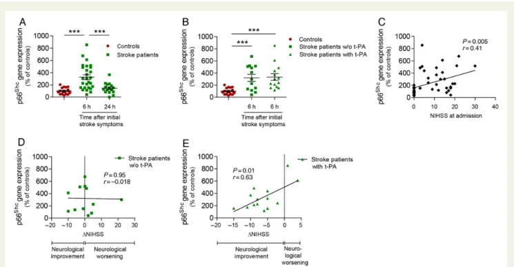Figure 6 p66 Shc gene expression in PBMs of ischaemic stroke patients. (A) Real-time polymerase chain reaction determined increased p66 Shc mRNA levels in stroke patients 6 h (n ¼ 27), but not 24 h (n ¼ 16) after initial stroke symptoms compared with the l