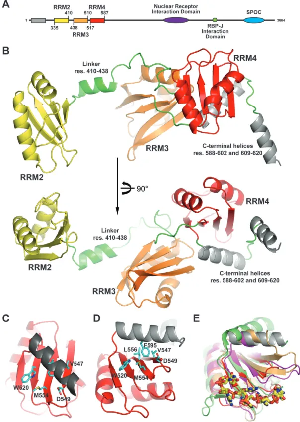 Figure 1. Overall structure of SHARP–RRMs. (A) Schematic representation of the domain organization of the SHARP protein