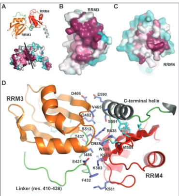 Figure 2. RRM3–RRM4 interface conservation. (A) RRM3 and RRM4 (shown as cartoon and coloured in orange and red, respectively) are in close contact