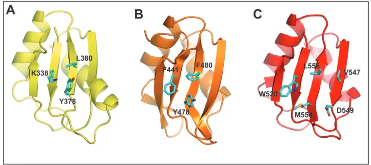 Figure 3. Individual RRM structures and the consensus amino acids for RNA binding. (A), (B), and (C) RRM2, RRM3, and RRM4 are shown as a cartoon and coloured in yellow, orange, and red, respectively