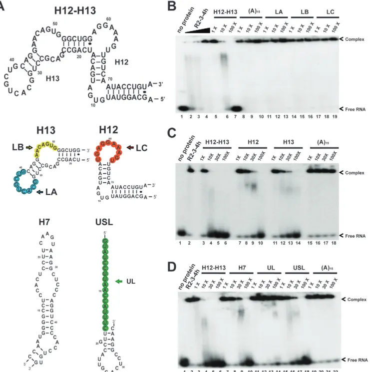 Figure 5. SHARP–RRM association with RNA relies on stem-loop structure. (A) Secondary structures and sequences of the RNA molecules used for the competition assays reported in panels B, C, and D