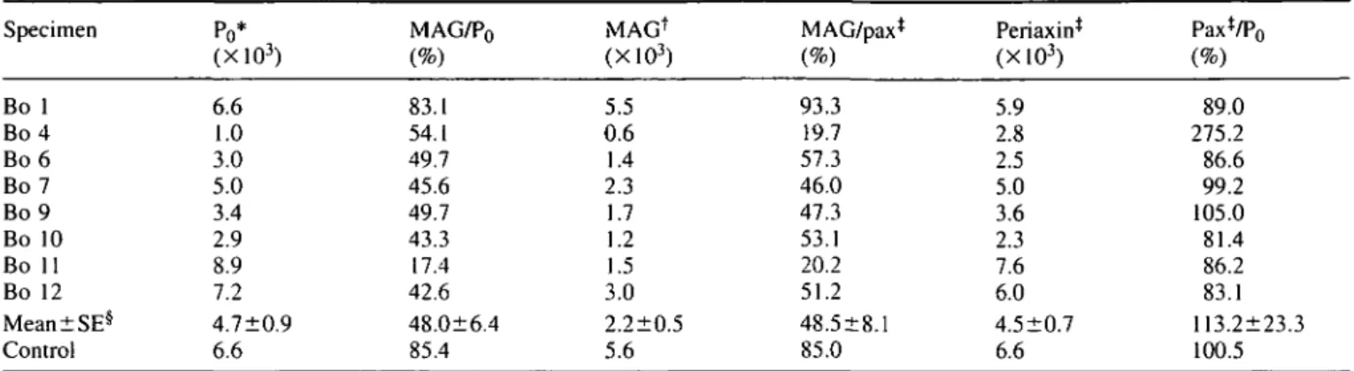 Table 2 Number and proportion of antibody-stained fibres per square millimetre Specimen Bo 1 Bo 4 Bo 6 Bo 7 Bo 9 Bo 10 Bo 11 Bo 12 Mean±SE § Control Po* (X10 3 )6.61.03.05.03.42.98.97.2 4.7±0.96.6 MAG/P 0(%)83.154.149.745.649.743.317.442.6 48.0±6.485.4 MAG