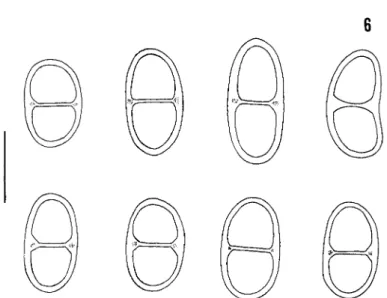 FIG. 6. Amandinea petermannii. Ascospores; the diffuse torus (not always distinct) is indicated by fine dots