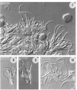FIGS 7-10. Amandinea petermannii. Fig. 7. Spermatiophores with apically arranged spermatio- spermatio-genous cells and filiform spermatia, intermingled with algal cells