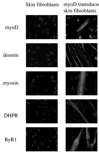 Figure 8 compares single-channel activities and ion per- per-meation properties of WT ion channels with two mutant channels