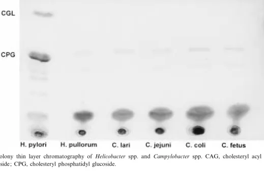 Fig. 1. Direct colony thin layer chromatography of Helicobacter spp. and Campylobacter spp