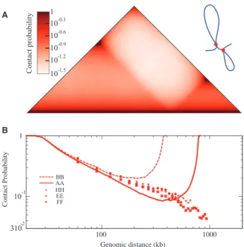 Figure 2. Simple loop models of topological domains do not recapitu- recapitu-late the 3C data