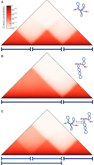 Figure 4. Transient border elements explain the substructure of contact maps. (A, B) Contact maps obtained after simulations of a  chromo-some region that in the ﬁrst case (A) forms three supercoiled  topo-logical domains (where the ﬁrst one is roughly twi