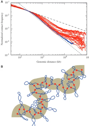 Figure 5. Model of a large chromosome fragment composed of super- super-coiled topological domains recapitulates the experimentally observed changes of a exponent as the genomic separation between contacting regions increases