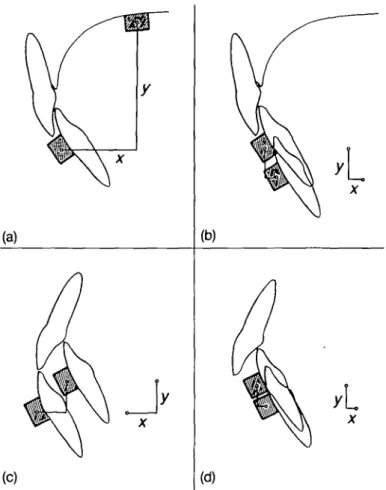 Figure 3 (a) x and >>-co-ordinates for determination of the mandibular position at intercuspation with procedure I