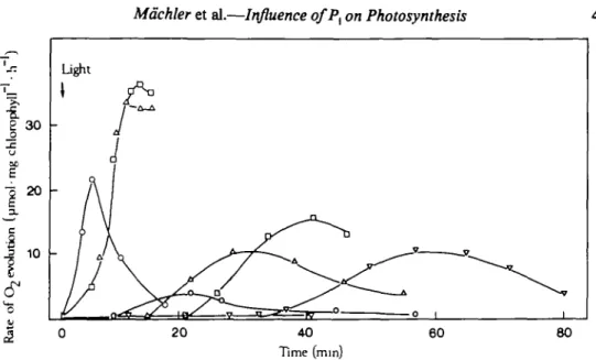FIG. 1. Induction and rate of photosynthesis by chloroplasts as influenced by temperature and P, concentration