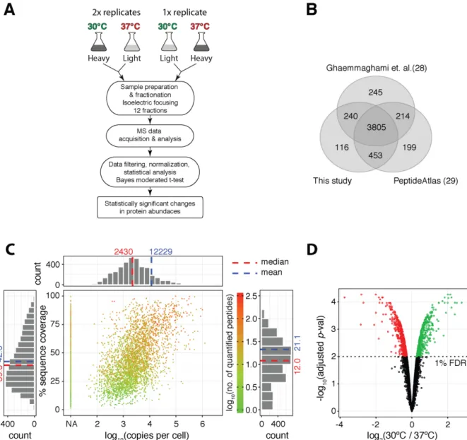 Figure 1. Quantitative proteomics of the heat stress response. (A) Schematic representation of the workflow