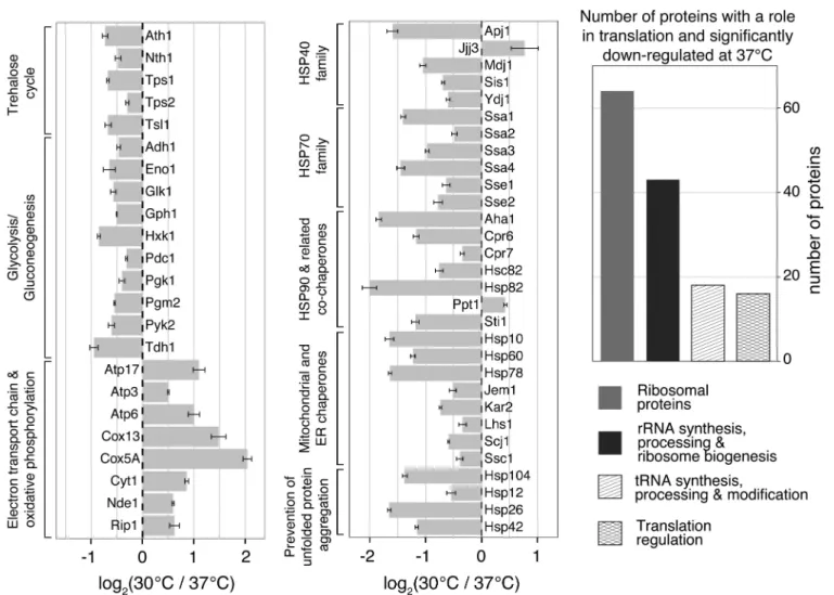 Figure 2. Selected candidates proteins with altered abundance at 30 ◦ C versus 37 ◦ C
