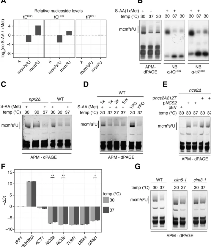 Figure 4. Independent mechanisms regulate tRNA thiolation upon S-AA starvation and growth at elevated temperature