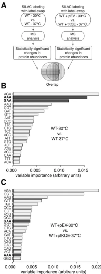 Figure 5. tRNA over-expression compensates for reduced thiolation at 37 ◦ C. (A) Schematic representation of the proteomics workflow