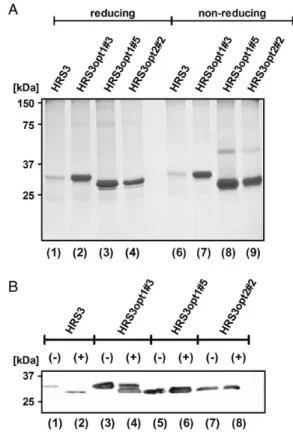 Table II. Binding of dimeric CD30-Fc to HRS3-scFv variants determined by SPR k a [1/(M s)] k d (1/s) K D (M) R max (RU) χ 2 (RU) HRS3 1.16 × 10 5 4.30 × 10 − 4 3.71 × 10 − 9 128.26 20.18 HRS3opt1#3 1.22 × 10 5 4.52 × 10 − 4 3.71 × 10 − 9 171.88 20.76 HRS3o