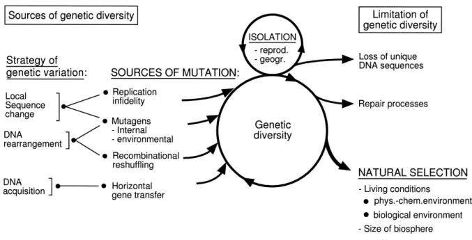 Fig. 2. Synoptic view of the elements of molecular evolution of prokaryotic microorganisms.