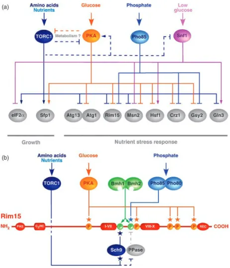 Fig. 3. Convergence of pathways on key nodes. (a) The TORC1, PKA, Pho85, and Snf1 pathways impinge, in various combinations, on common target proteins that serve as regulatory nodes, which critically determine the proper establishment of the quiescence pro