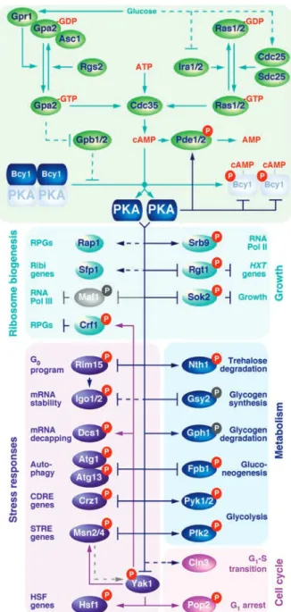Fig. 1. Diagram of the Saccharomyces cerevisiae PKA-signaling net- net-work. PKA regulates growth by promoting ribosome biogenesis via controlling the expression of ribosomal protein genes (RPGs), rDNA genes, and ribosome biogenesis (Ribi) genes, and by in
