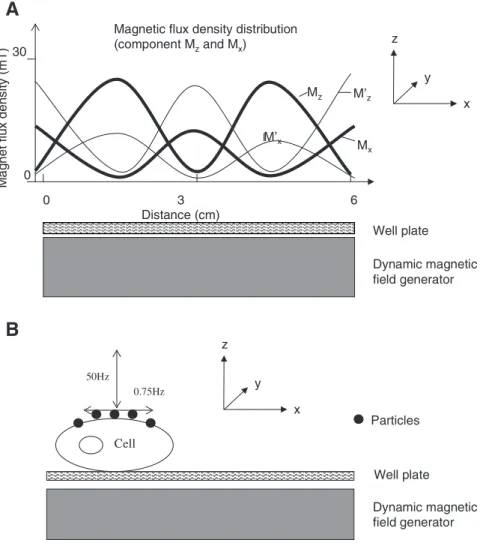 Figure 2. Magnetic flux densities after the application of pulsating field on cells. (A) The dynamic field generator, [Dynamic Marker, Stetter Electronik, Seeheim-Jugenheim, Germany (http://www.feldkraft.de)] was placed under the 6-well plate; the distance