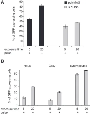 Figure 4. Dependence of transfection on duration of exposure to magnetic field. (A) The 293T cells transfected with either DNA/polyMAG or DNA/