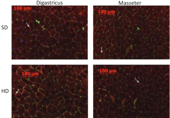 Figure 2   Frozen sections of the m. masseter and m. digastricus with immunohistochemical staining for col- col-lagen type IV (green) to show the muscle fibres and for Pax7 (red) to show the SCs and with DAPI staining for  the nuclei (blue)