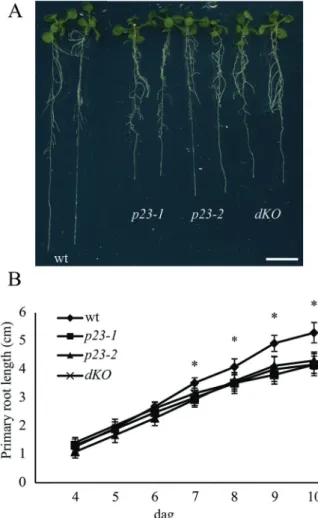 Fig. 1.  p23 knockout mutants show shorter roots compared with the  wild-type. (A) Twelve-day-old Arabidopsis seedlings of wild-type (wt),  p23-1, p23-2, and double knockout (dKO) background