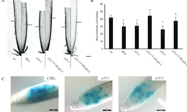 Fig. 3.  p23 mutant lines show a reduced number of cells in the root meristematic zone