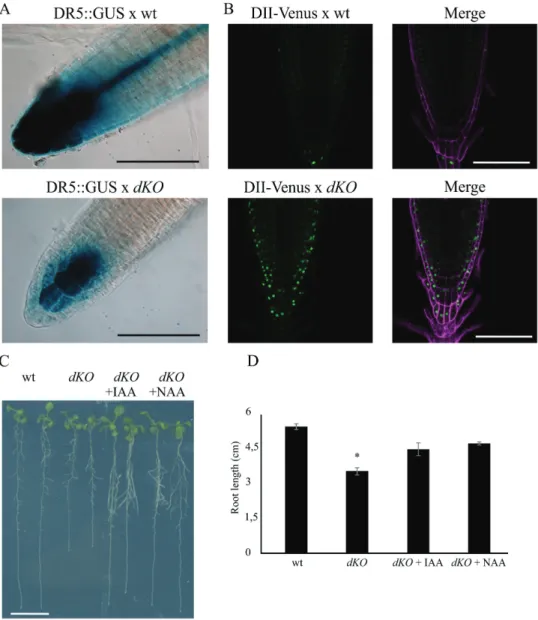 Fig. 4.  Auxin distribution is altered in the root meristem of the dKO. (A) GUS expression pattern of DR5:GUS in dKO background (lower panel) is weaker  than in DR5:GUS (upper panel)