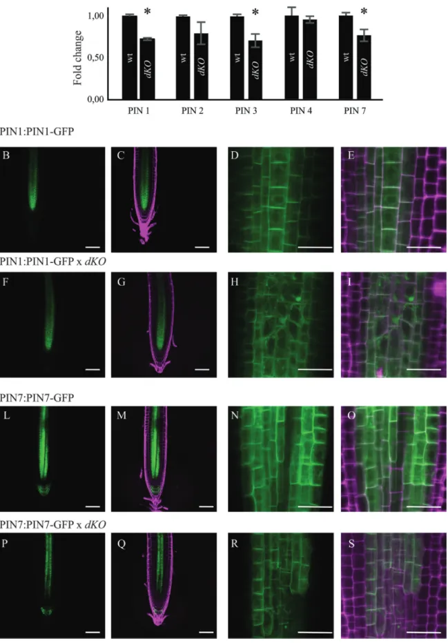 Fig. 5.  PIN expression levels, and PIN1 and PIN7 localization in the dKO. (A) qRT-PCR of PIN1, 2, 3, 4, and 7; data were normalized to ACT2 and  shown as fold change on wild-type (*P<0.05, Student’s t-test)