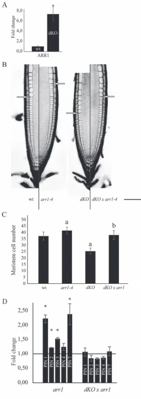 Fig. 6.  Rescue of short-root phenotype in the triple mutant p23-1× 
