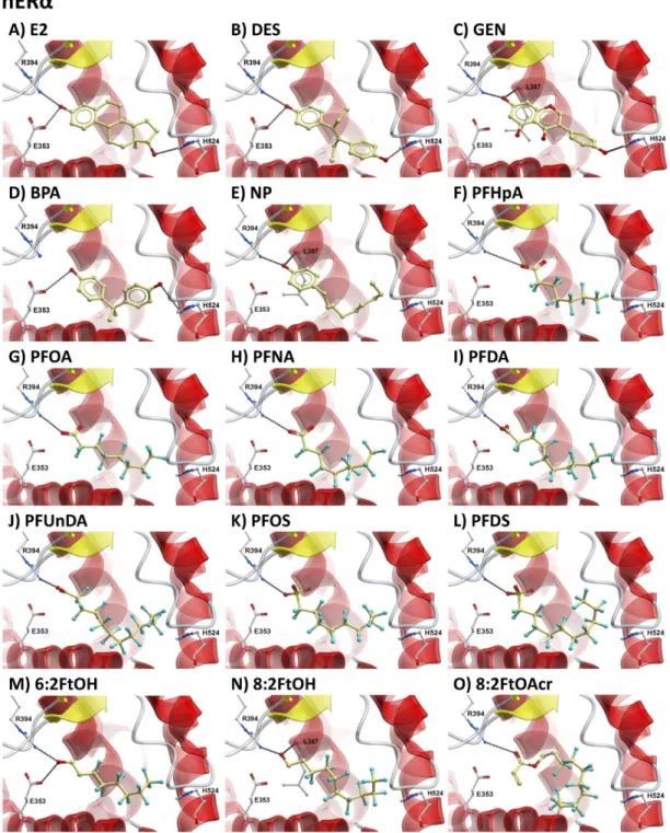 FIG. 7. In silico model showing docking of estrogens and select PFCs into the hERa LBD