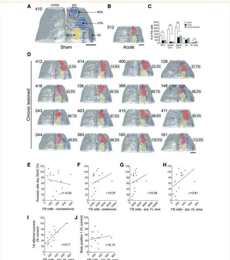 Figure 2 Fast blue (FB) retrograde tracing of cells from the cervical C6–C7 spinal cord