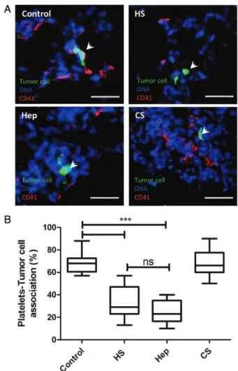 Fig. 5. Nodipecten nodosus HS is a heparanase inhibitor. The ability of the mollusk HS to inhibit recombinant heparanase enzymatic activity was determined as described in the “ Materials and methods ” section