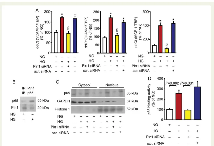 Figure 3 Pin1 triggers up-regulation of inflammatory adhesion molecules via nuclear factor kappa-B signalling