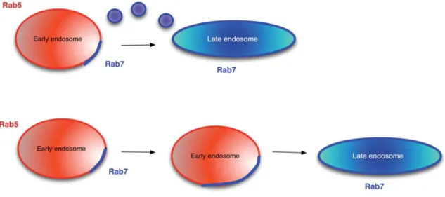 Figure 1 Transition between early and late endosomes.